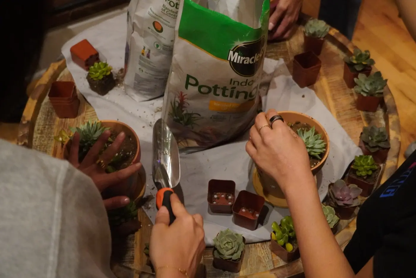 hands lifting succulents and a trowel over potting soil and terracotta pots on a barrel table, during an art therapy night in a SoHo living room, New York